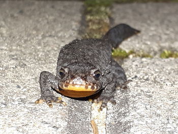 Close-up of lizard