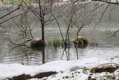 Birds swimming in lake during winter