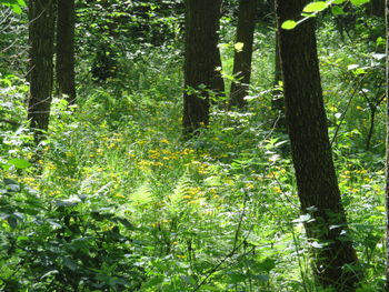 View of trees in forest