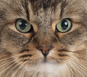 Close-up portrait of a cat