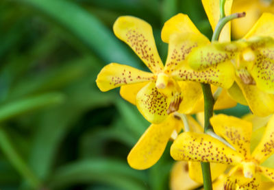 Close-up of yellow flowering plant