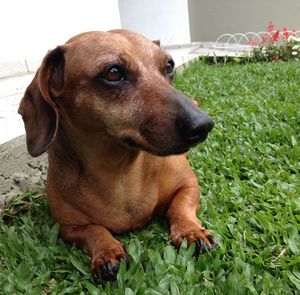 Close-up of dog relaxing on grass