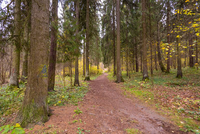 Footpath amidst trees in forest during autumn