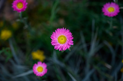 Close-up of pink flowering plant