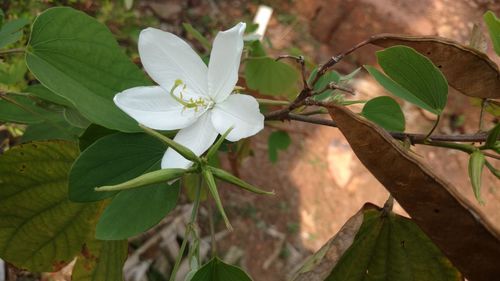 Close-up of white flowers blooming outdoors