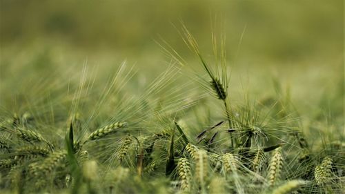Close-up of wheat growing on field