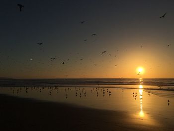 Birds flying over sea during sunset