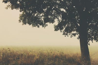 Trees growing on grassy field in foggy weather