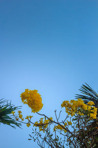 Low angle view of yellow flowering plants against clear blue sky