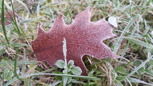 Close-up of autumn leaf on grass