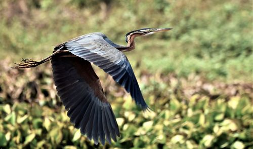 Purple heron in flight