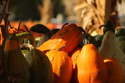 Close-up of pumpkins