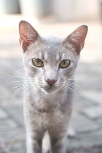 Close-up portrait of cat