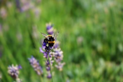 Close-up of bee on purple flower