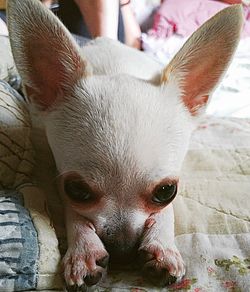 Close-up portrait of dog