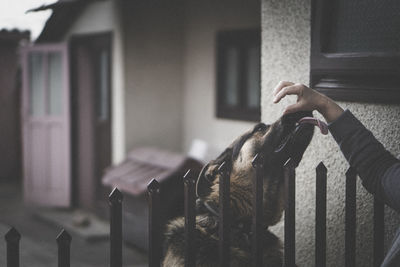 Cropped hand touching dog outside house