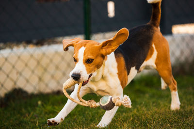 Happy beagle dog running with flying ears towards camera. activ dog concept