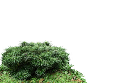 Low angle view of plants against clear sky