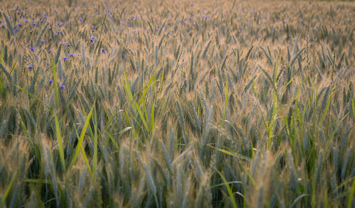 Field of wheat