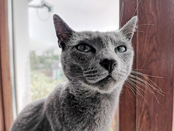 Close-up portrait of a cat