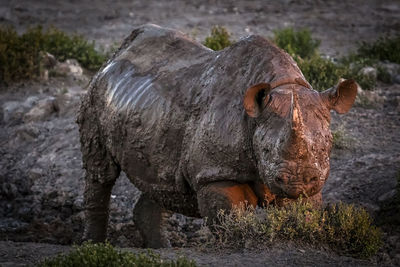 Close-up of a black rhinoceros standing on rock