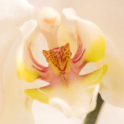 Close-up of pink rose flower