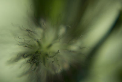 Full frame shot of flower