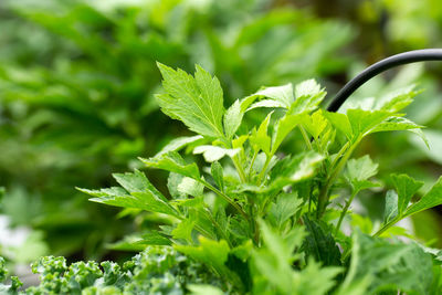 Close-up of green leaves