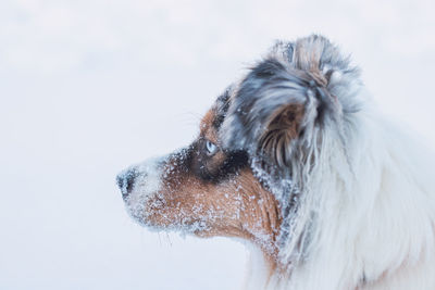 Detail on animal head of colourful australian shepherd during winter season. snow and puppy
