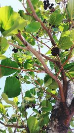 Low angle view of berries on tree