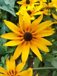 Close-up of yellow flower