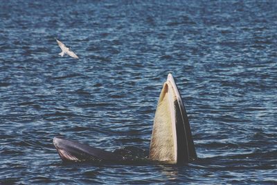 Bryde's whale feeding with seagull flying above the mouth.