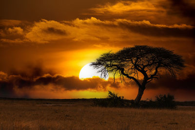 Silhouette tree on field against sky during sunset