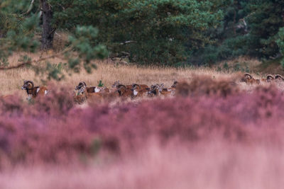 View of antelope herd on field