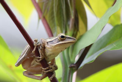 Close-up of a frog on plant