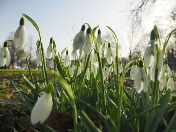 Close-up of white flowering plants on field