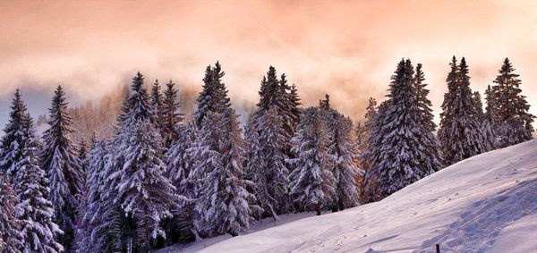 Pine trees in forest during winter