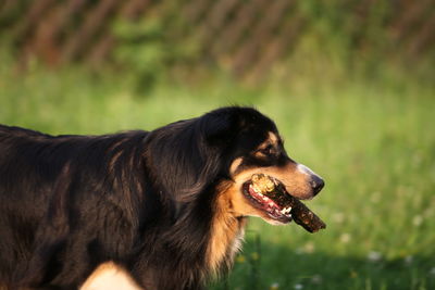 Close-up of dog looking away