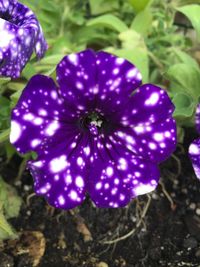 Close-up of purple flower blooming outdoors