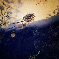 View of flowers against sky