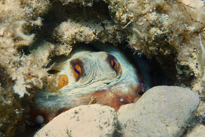 Close-up of octopus underwater