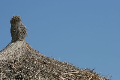 Low angle view of bird nest against blue sky