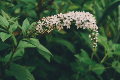 Close-up of flowers blooming outdoors