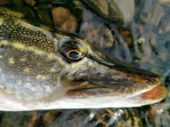 Close-up of fish pike