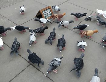 High angle view of birds on street