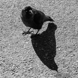 High angle view of bird perching on road