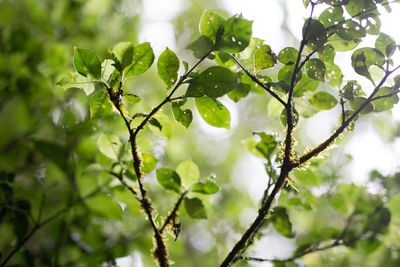 Close-up of leaves on twig