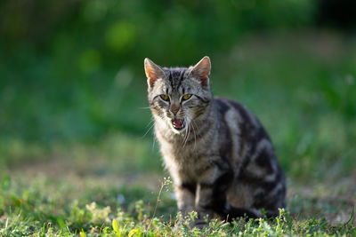 Portrait of a cat on field