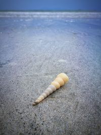 Close-up of shell on beach against sky
