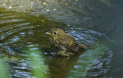 High angle view of bird swimming in lake